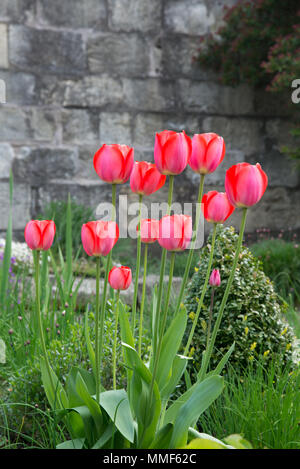 Tulpen in einem ummauerten Garten Stockfoto