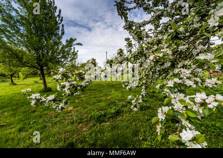 Die Feder am Severn Apfelwein, ADO, Gloucestershire. Stockfoto