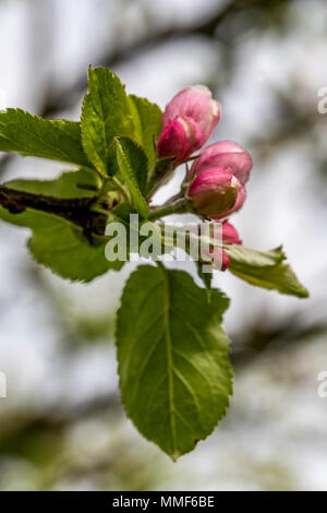 Die Feder am Severn Apfelwein, ADO, Gloucestershire. Stockfoto