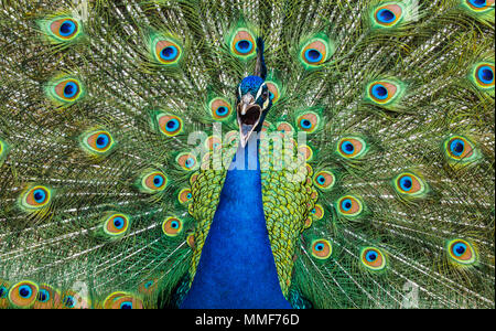 Portrait von heulenden Pfau umrahmt von bunten Gefieder Stockfoto