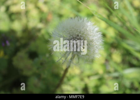 Wer auf ein Unkraut Stockfoto