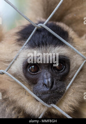 Gibbon, Gibbon in zoo Cage, Schönheit und Lieblichkeit der Gibbons, bunte Gibbons, Gibbons Stockfoto