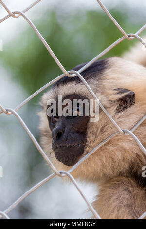 Gibbon, Gibbon in zoo Cage, Schönheit und Lieblichkeit der Gibbons, bunte Gibbons, Gibbons Stockfoto