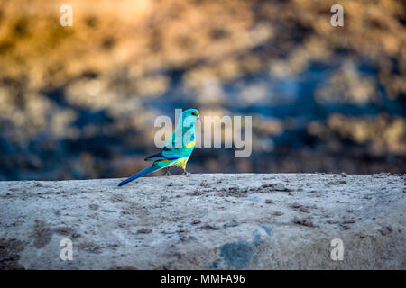 Ein mulga Parrot auf den Boden in der Nähe einer Wasserstelle. Stockfoto