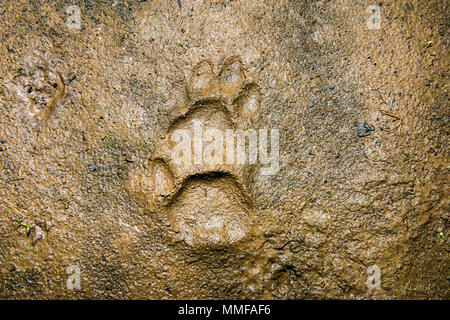 Ein Jaguar Footprint im Regenwald Schlamm. Stockfoto