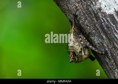 Eine Spitzzange Bat Rastplätze auf einen Baumstamm überhängenden ein altarm im Regenwald. Stockfoto