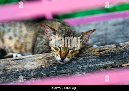 Eine strasse Katze schläft auf einer hölzernen Schritt. Stockfoto