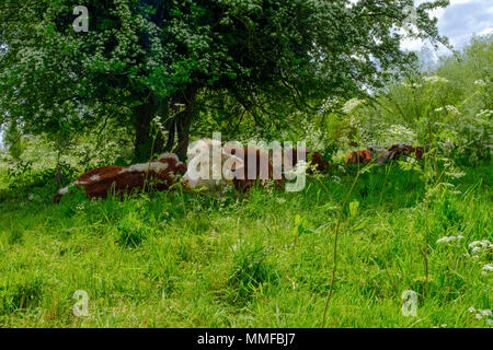 Kühe Rast unter einem Baum am Coe Fen, Cambridge Stockfoto