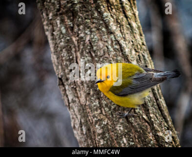 Eine Prothonotary Warbler Vogel bei Magee Marsh im Nordwesten von Ohio im Frühjahr gesehen. Stockfoto