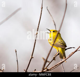 Eine amerikanische Schnäpperrohrsänger Vogel bei Magee Marsh im Nordwesten von Ohio im Frühjahr gesehen. Stockfoto