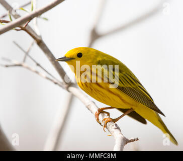 Eine amerikanische Schnäpperrohrsänger Vogel bei Magee Marsh im Nordwesten von Ohio im Frühjahr gesehen. Stockfoto