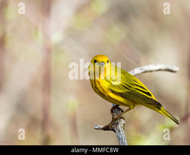 Eine amerikanische Schnäpperrohrsänger Vogel bei Magee Marsh im Nordwesten von Ohio im Frühjahr gesehen. Stockfoto