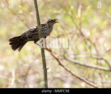 Eine weiblich Red Winged Blackbird bei Magee Marsh Ohio während der Frühling Migration gesehen. Stockfoto