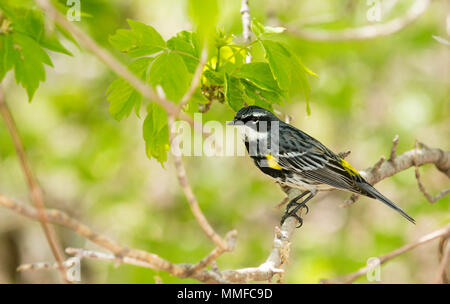 Ein gelbes Hinterteil Warbler Vogel bei Magee Marsh im Nordwesten von Ohio während der Frühling Migration gesehen. Stockfoto