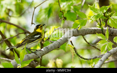 Ein gelbes Hinterteil Warbler Vogel bei Magee Marsh im Nordwesten von Ohio während der Frühling Migration gesehen. Stockfoto