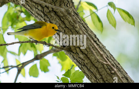 Eine Prothonotary Warbler Vogel bei Magee Marsh im Nordwesten von Ohio während der Frühling Migration gesehen. Stockfoto