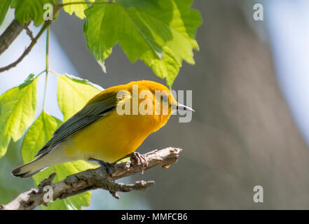 Eine Prothonotary Warbler Vogel bei Magee Marsh im Nordwesten von Ohio während der Frühling Migration gesehen. Stockfoto