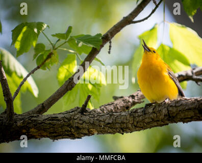 Eine singende Prothonotary Warbler Vogel bei Magee Marsh im Nordwesten von Ohio während der Frühling Migration gesehen. Stockfoto