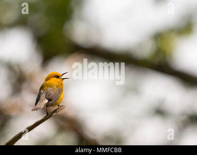 Eine Prothonotary Warbler Vogel gesehen Gesang bei Magee Marsh im Nordwesten von Ohio im Frühjahr Migration. Stockfoto