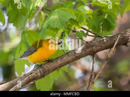 Eine Prothonotary Warbler Vogel bei Magee Marsh im Nordwesten von Ohio während der Frühling Migration gesehen. Stockfoto