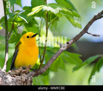 Eine Prothonotary Warbler Vogel bei Magee Marsh im Nordwesten von Ohio während der Frühling Migration gesehen. Stockfoto