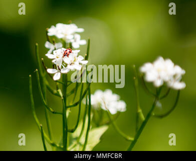 Eine süße kleine Marienkäfer auf einem weißen Wildflower. Stockfoto