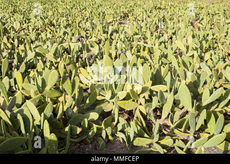 LANZAROTE, KANARISCHE INSELN, SPANIEN, EUROPA: Kanarischen Ackerland von Kakteen wachsen für cochenille Produktion. Stockfoto