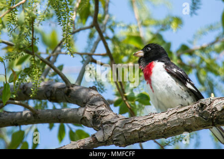 Ein männlicher Rose-breasted Grosbeak Vogel auf einem Zweig der Baumstruktur im Frühjahr thront. Stockfoto