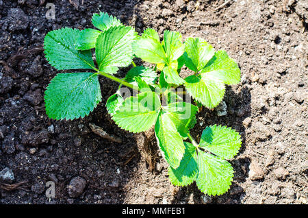 Pflege für Garten Erdbeeren, Hand lockert den Boden. Studio Foto Stockfoto