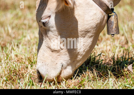 Weiße Kuh, Bos taurus, Essen, Kuhglocke, Katalonien, Spanien Stockfoto