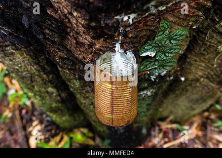 Ein Tin Cup wird verwendet, um zu sammeln Gummi tropft aus Schnitte in der Rinde von einem Gummibaum. Stockfoto