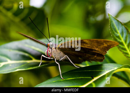 Ein Zebra Longwing Schmetterling Nester auf ein buntes Blatt. Stockfoto