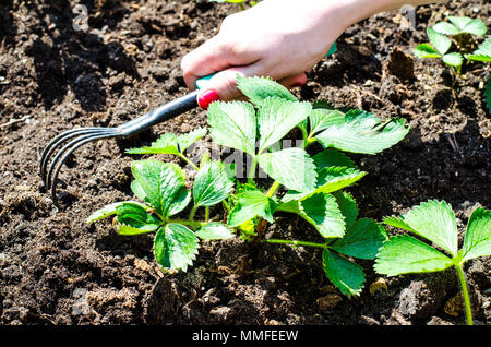 Pflege für Garten Erdbeeren, Hand lockert den Boden. Studio Foto Stockfoto