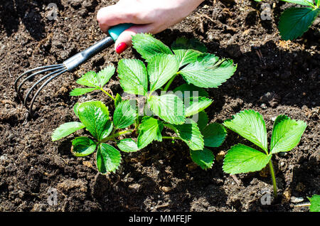 Pflege für Garten Erdbeeren, Hand lockert den Boden. Studio Foto Stockfoto