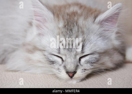 Portrait von sleeping Kitty auf braun Soda. Farbe Grau cat Schlafen auf der Couch Stockfoto