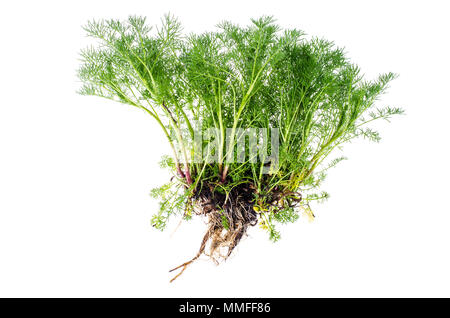 Bündel grüne Triebe mit Wurzeln. Studio Foto Stockfoto
