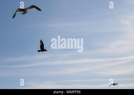 Drei Möwen fliegen über dem Meer Stockfoto