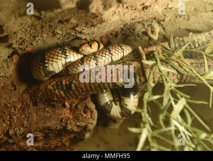 Olomouc, Tschechische Republik. 11. Mai, 2018. Cape Coral snake oder Cape Coral cobra (Aspidelaps lubricus) ist in der neuen Kalahari Pavillon im Zoo Olomouc, Tschechische Republik, am 11. Mai 2018. Credit: Ludek Perina/CTK Photo/Alamy leben Nachrichten Stockfoto