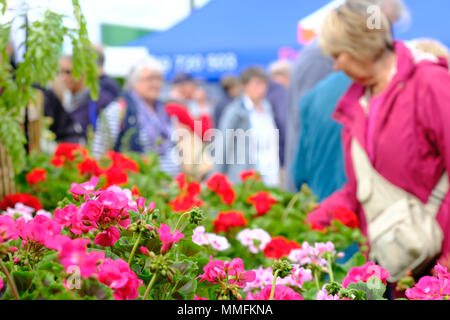 RHS Malvern Spring Festival - Freitag, 11. Mai 2018 - Besucher viel Spaß beim Durchstöbern der vielen Stände an diesem Jahre RHS Malvern Frühlingsfest einschließlich dieser Pelargonien - Foto Steven Mai/Alamy leben Nachrichten Stockfoto