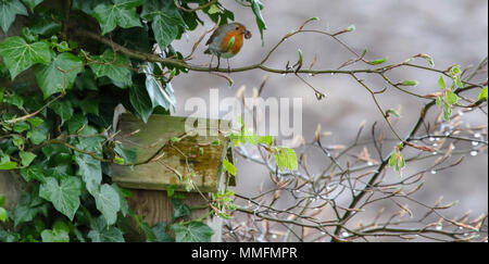 Lurgan, County Armagh, Nordirland, Großbritannien. 11. Mai 2018. UK Wetter - ein Nachmittag der anhaltenden und in Zeiten starker Regen ist jetzt löschen. Trotz Regen gibt es noch Münder gefüttert werden und dieser Robin bringt Home Essen für die Familie. Quelle: David Hunter/Alamy Leben Nachrichten. Stockfoto