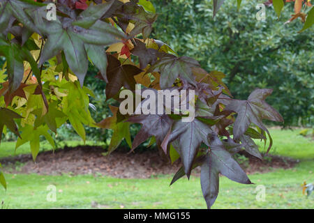 Liquid Amber Baum Blätter im Herbst. Stockfoto