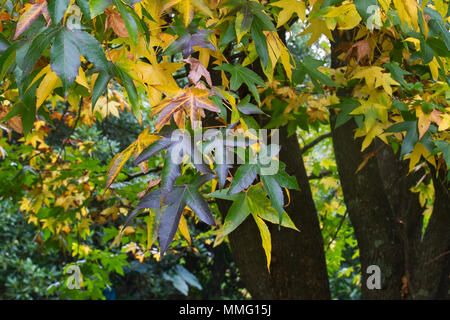 Liquid Amber Baum Blätter im Herbst. Stockfoto