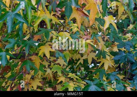 Liquid Amber Baum Blätter im Herbst. Stockfoto