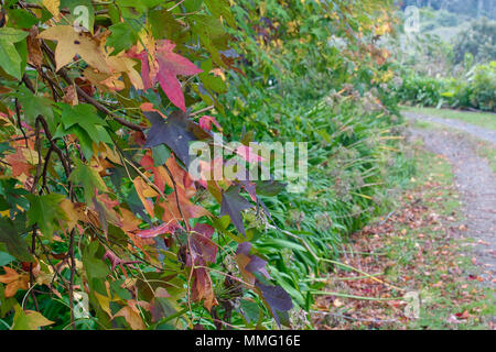 Liquid Amber Baum Blätter im Herbst. Stockfoto