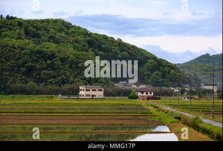 Reisfelder in der japanischen Landschaft in der Nähe einer kleinen Stadt Stockfoto