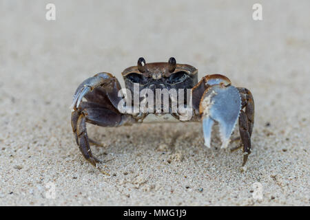 Ghost Crab, Sainte Anne Marine National Park, Seychellen Stockfoto