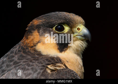 Captive Barbary Falcon (Falco pelegrinoides) Sitzen Stockfoto