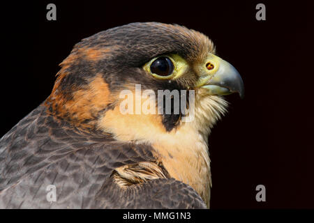 Captive Barbary Falcon (Falco pelegrinoides) Sitzen Stockfoto