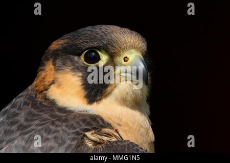 Captive Barbary Falcon (Falco pelegrinoides) Sitzen Stockfoto