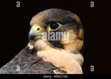 Captive Barbary Falcon (Falco pelegrinoides) Sitzen Stockfoto